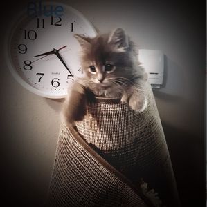 Meet your Posher, Sylvia